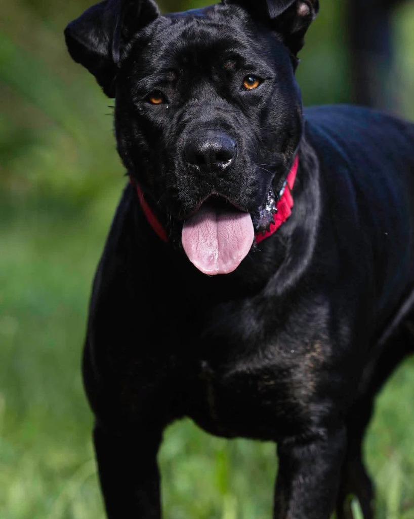 Enlarge Newton, a Adoptable Pit Bull Terrier in Lexington, KY image 2/6