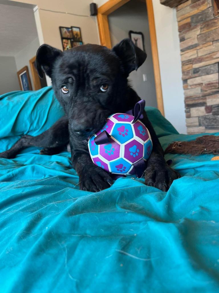 Enlarge Newton, a Adoptable Pit Bull Terrier in Lexington, KY image 2/6