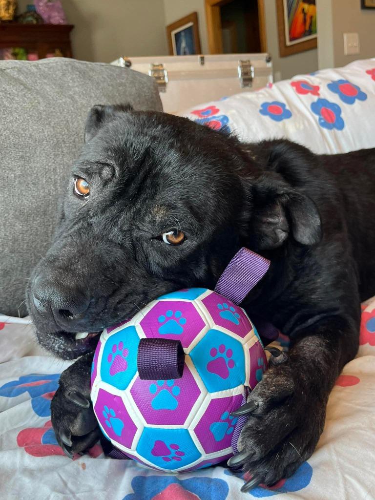 Enlarge Newton, a Adoptable Pit Bull Terrier in Lexington, KY image 3/6