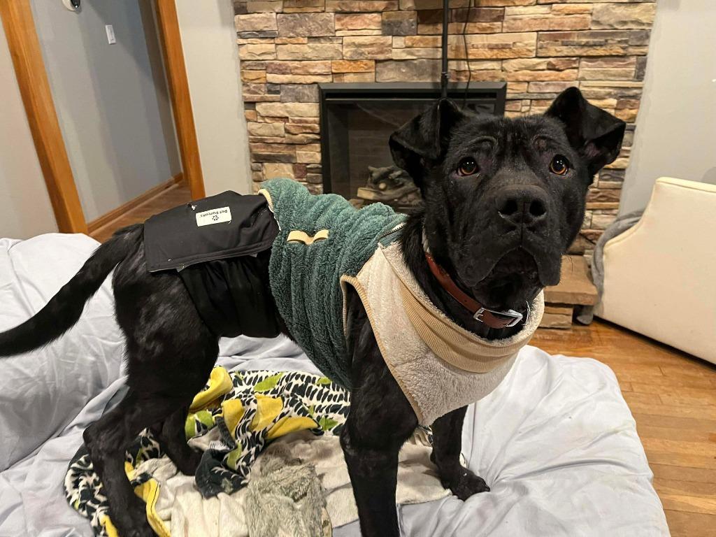 Enlarge Newton, a Adoptable Pit Bull Terrier in Lexington, KY image 4/6