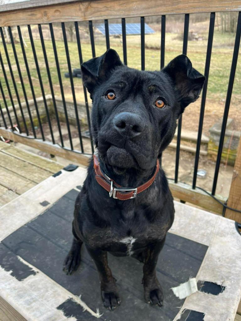 Enlarge Newton, a Adoptable Pit Bull Terrier in Lexington, KY image 5/6