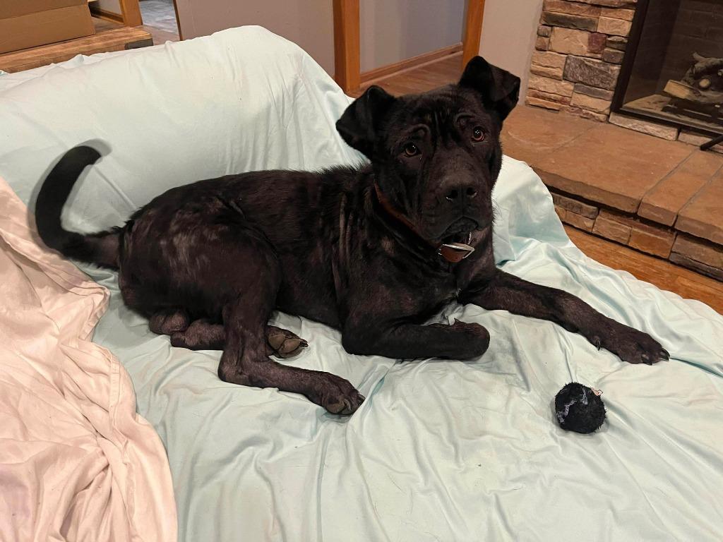 Newton, Adoptable, Young Male Pit Bull Terrier.