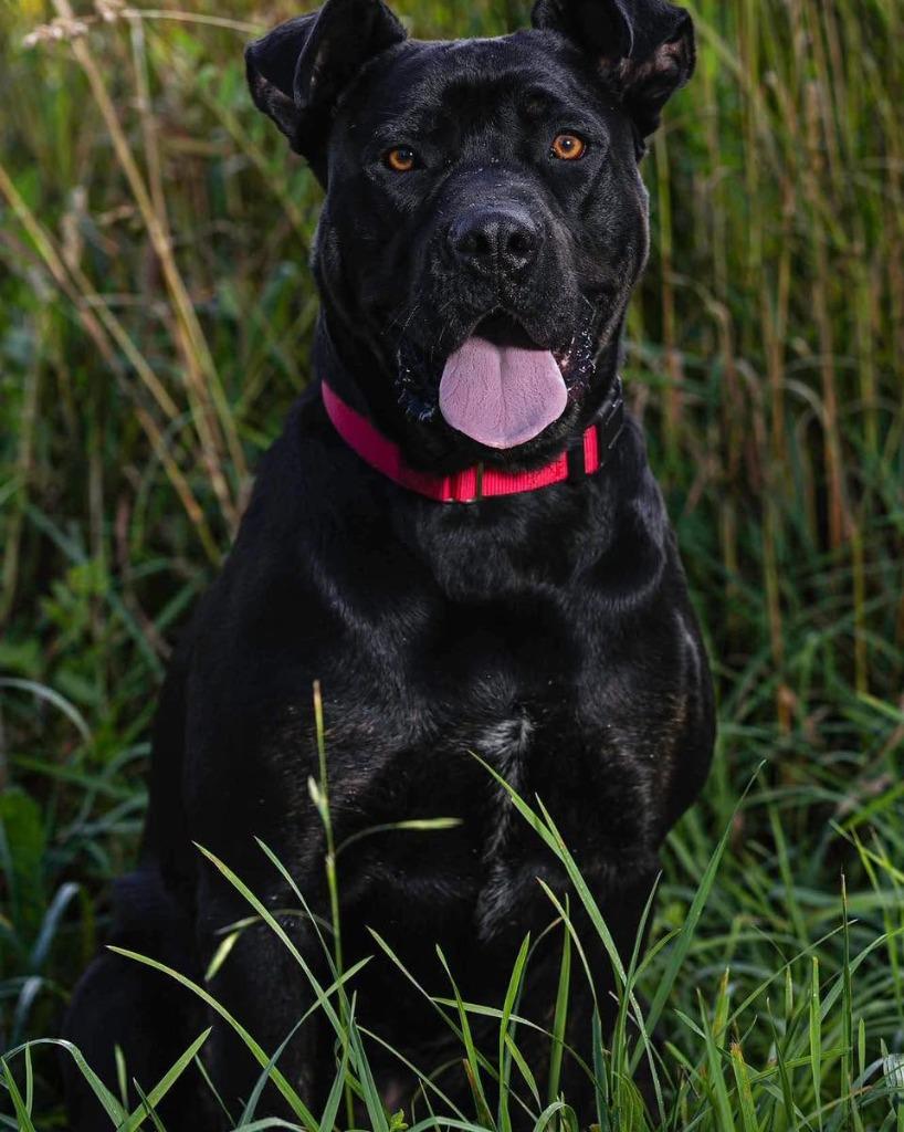 Enlarge Newton, a Adoptable Pit Bull Terrier in Lexington, KY image 5/6
