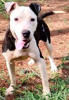 Adilynn, a Adoptable mixed breed in Frankston, TX image 1/5