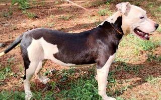 Adilynn, a Adoptable mixed breed in Frankston, TX image 2/5