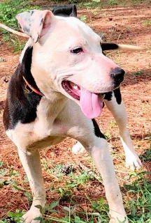 Adilynn, a Adoptable mixed breed in Frankston, TX image 3/5