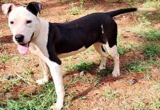 Adilynn, a Adoptable mixed breed in Frankston, TX image 4/5