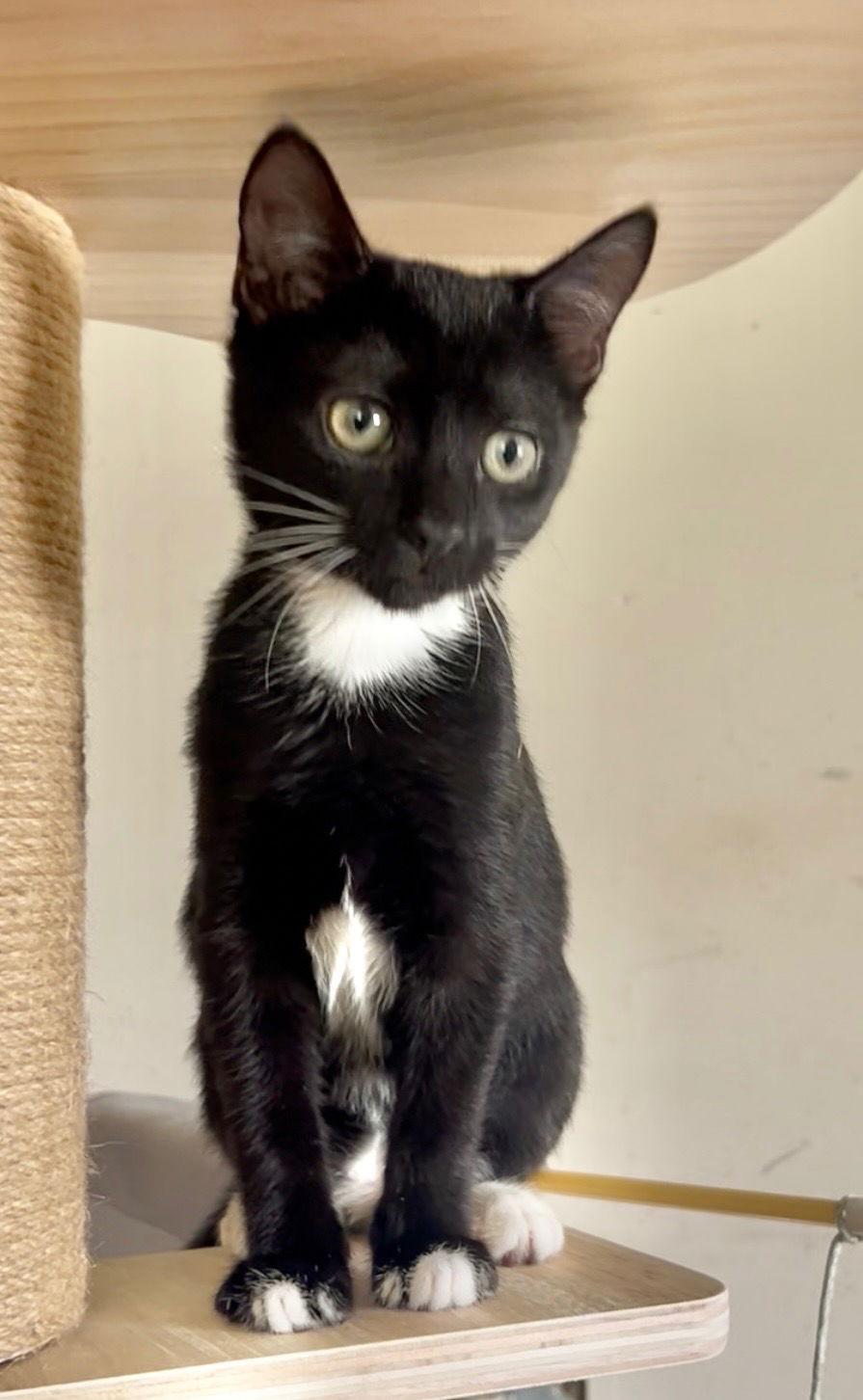 Mocha McFluff, Adoptable, Young Female Domestic Short Hair.