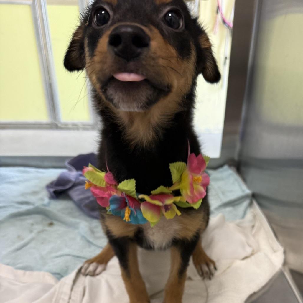 Enlarge Pieces, a Adoptable Mixed Breed in Las Cruces, NM image 1/6