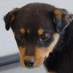 Enlarge Pieces, a Adoptable Mixed Breed in Las Cruces, NM image 2/6