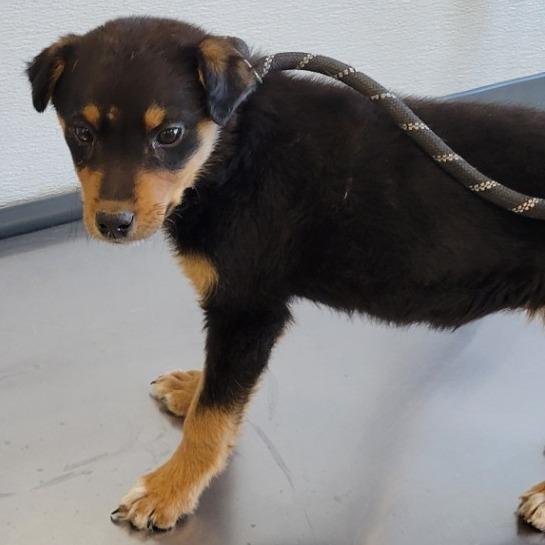 Enlarge Pieces, a Adoptable Mixed Breed in Las Cruces, NM image 3/6
