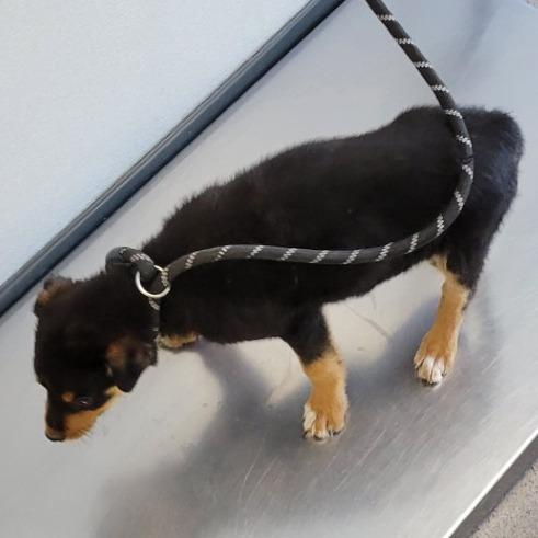 Enlarge Pieces, a Adoptable Mixed Breed in Las Cruces, NM image 4/6