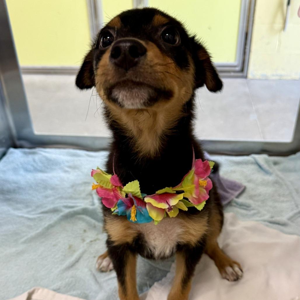 Enlarge Pieces, a Adoptable Mixed Breed in Las Cruces, NM image 5/6