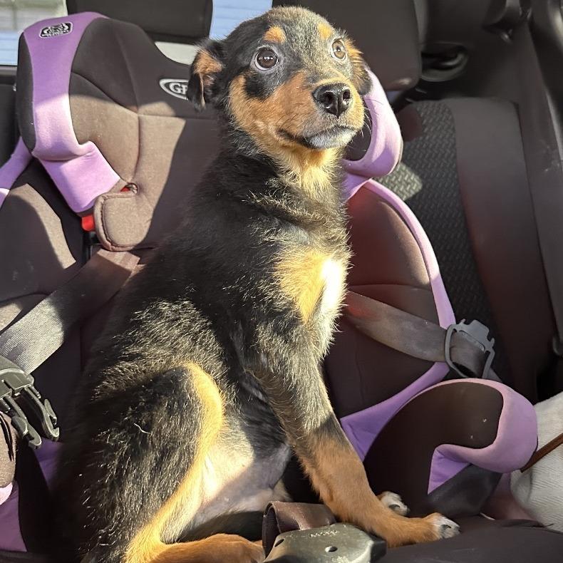 Enlarge Pieces, a Adoptable Mixed Breed in Las Cruces, NM image 6/6