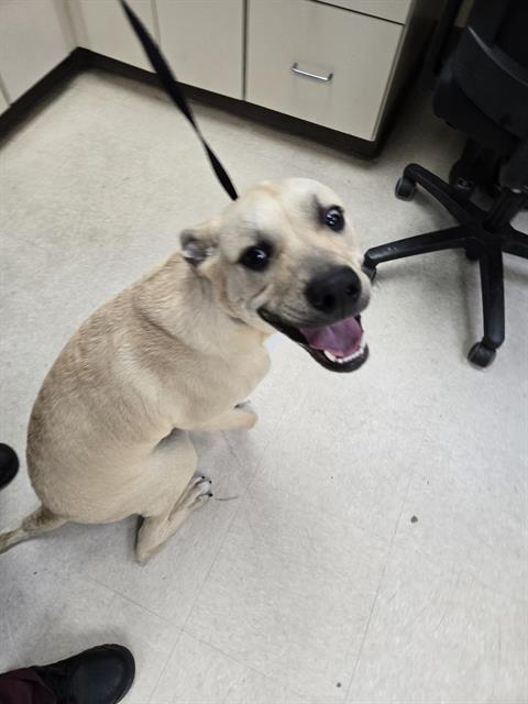 Enlarge KAIDO, a Adoptable Black Mouth Cur in Killeen, TX image 1/1