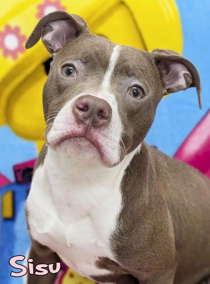 Sisu (in foster), Adoptable, Puppy Female Pit Bull Terrier & Mixed Breed.