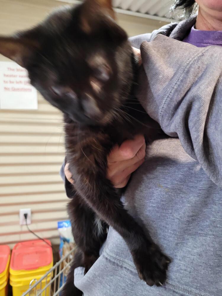 Judi, Adoptable, Adult Female Domestic Short Hair.