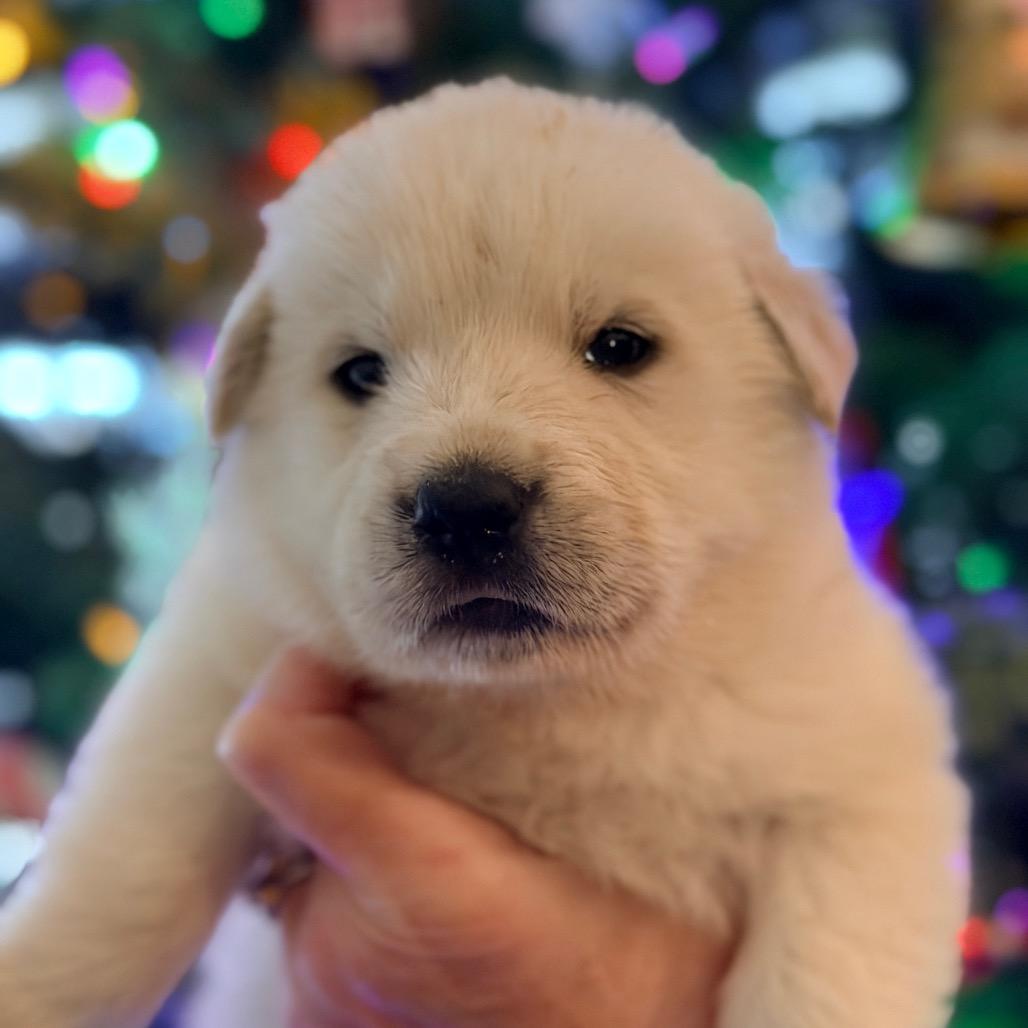 Lumi (in PA), Adoptable, Puppy Female Retriever.