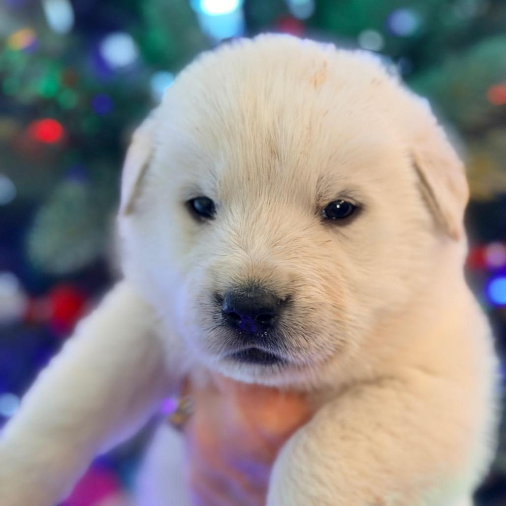 Enlarge Lumi (in PA), a Adoptable mixed breed in Huntsville, AL image 2/6