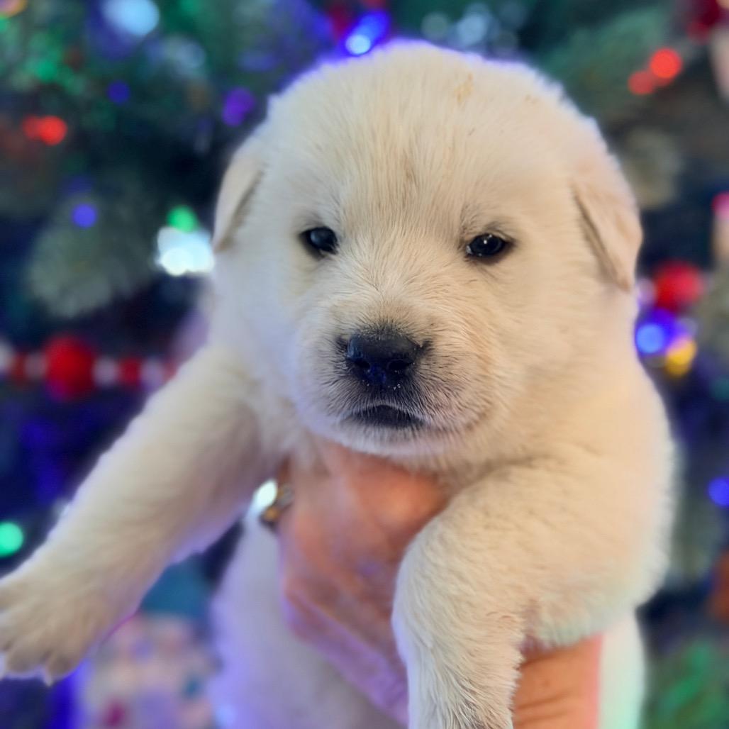 Enlarge Lumi (in PA), a Adoptable mixed breed in Huntsville, AL image 3/6