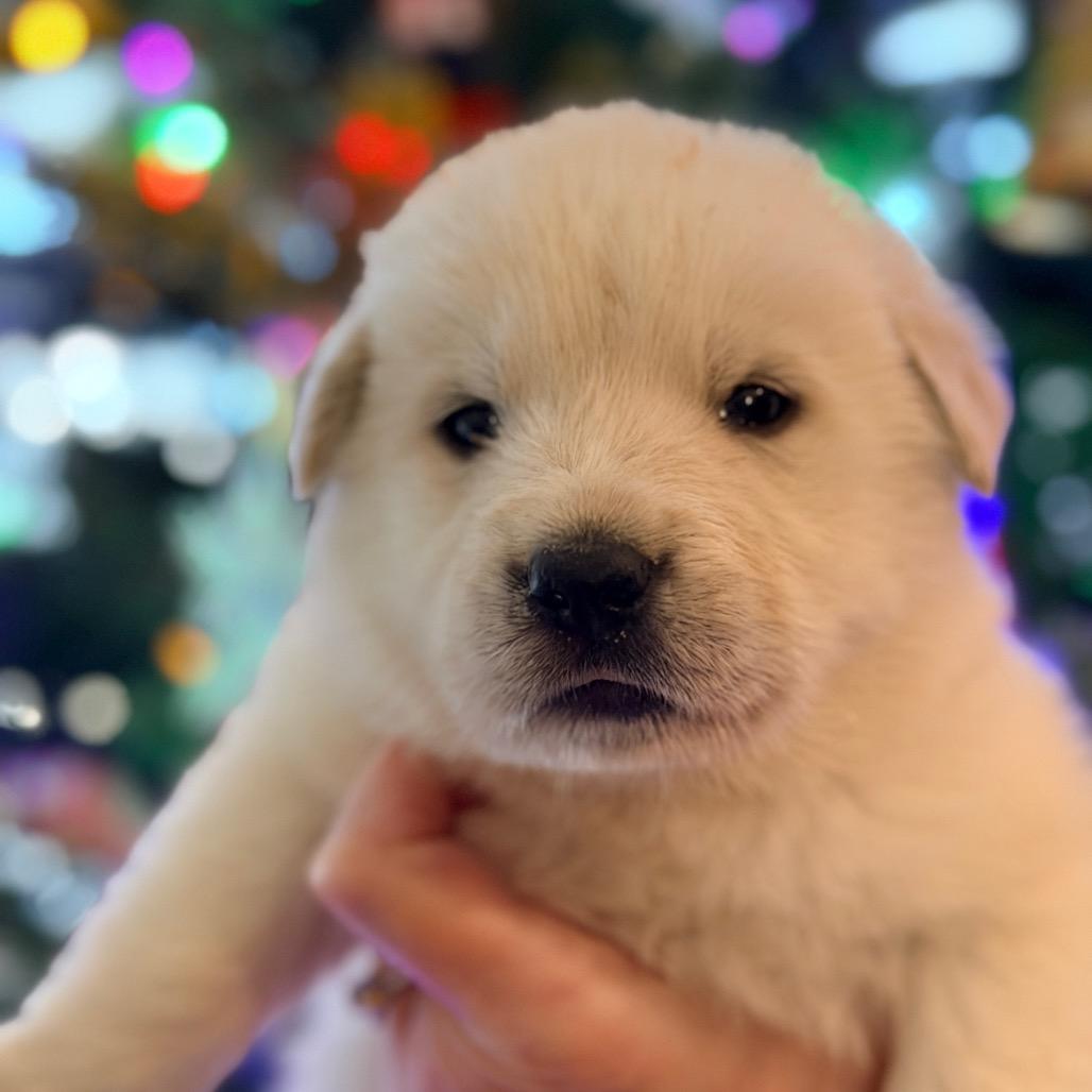 Enlarge Lumi (in PA), a Adoptable mixed breed in Huntsville, AL image 4/6