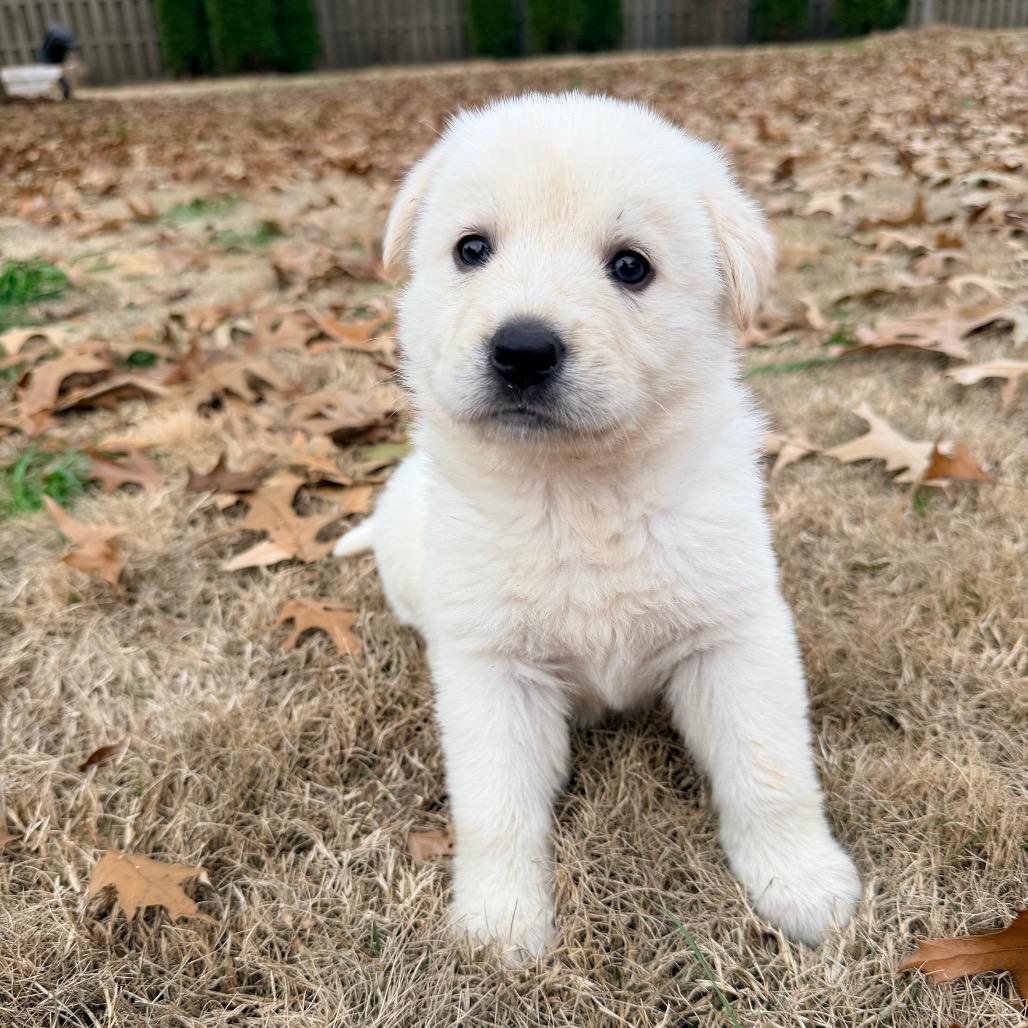 Enlarge Lumi (in PA), a Adoptable mixed breed in Huntsville, AL image 5/6