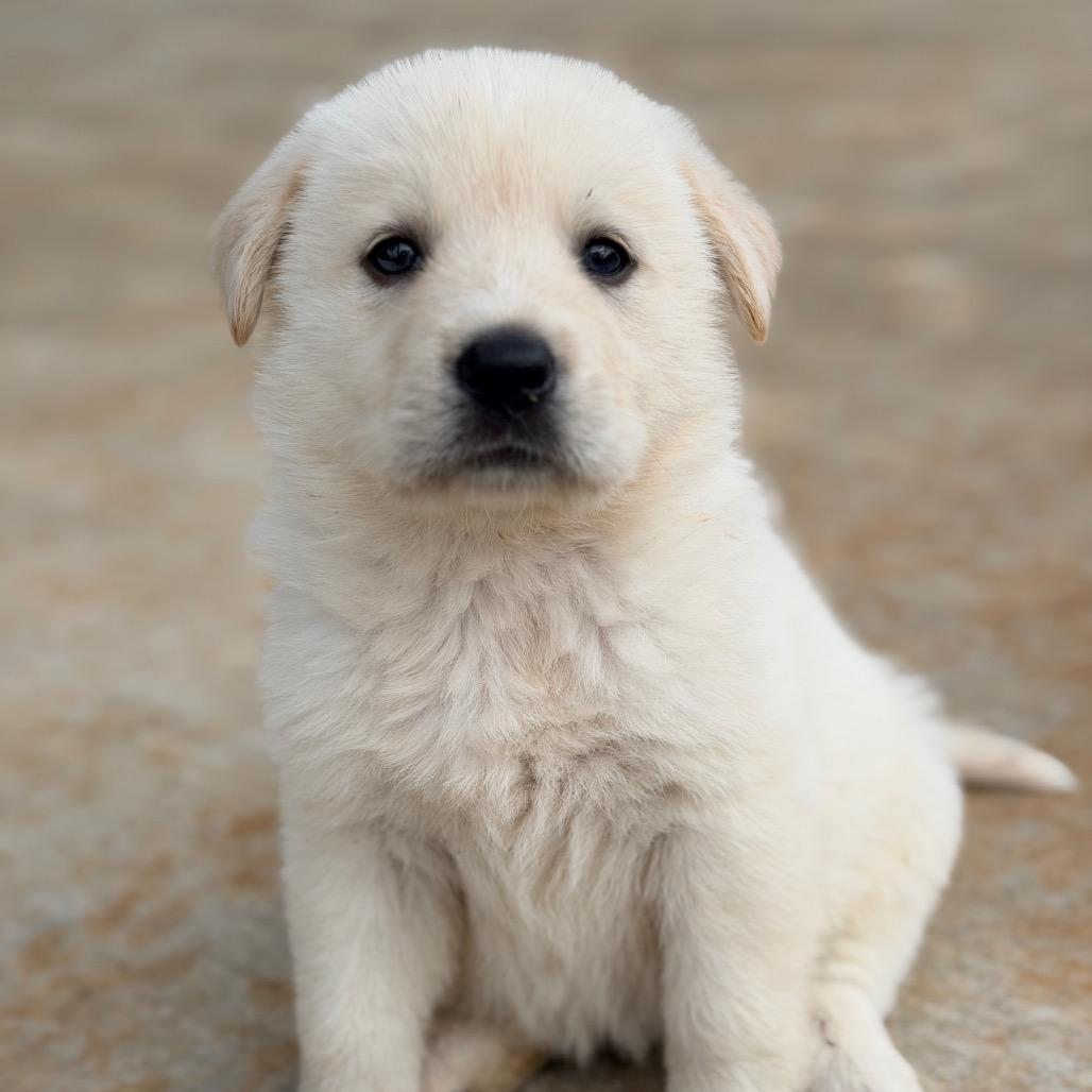 Enlarge Lumi (in PA), a Adoptable mixed breed in Huntsville, AL image 5/6