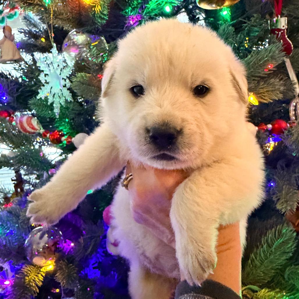 Enlarge Lumi (in PA), a Adoptable mixed breed in Huntsville, AL image 6/6