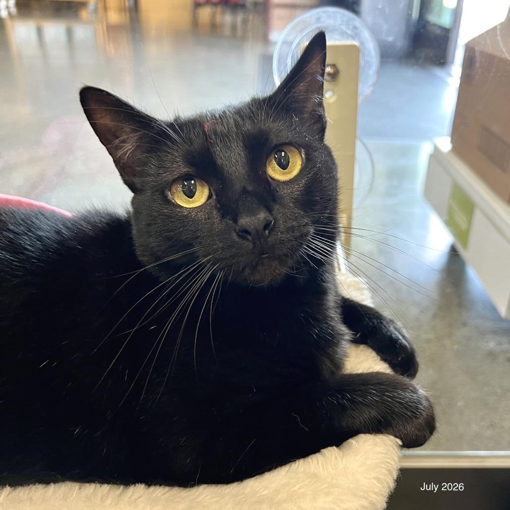 Shuri, Adoptable, Adult Female Domestic Short Hair.