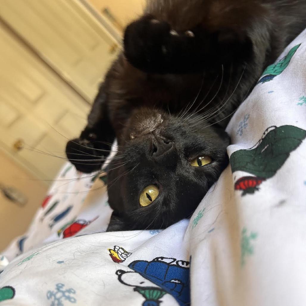 Enlarge Shuri, a Adoptable Domestic Short Hair in Morgan Hill, CA image 1/6