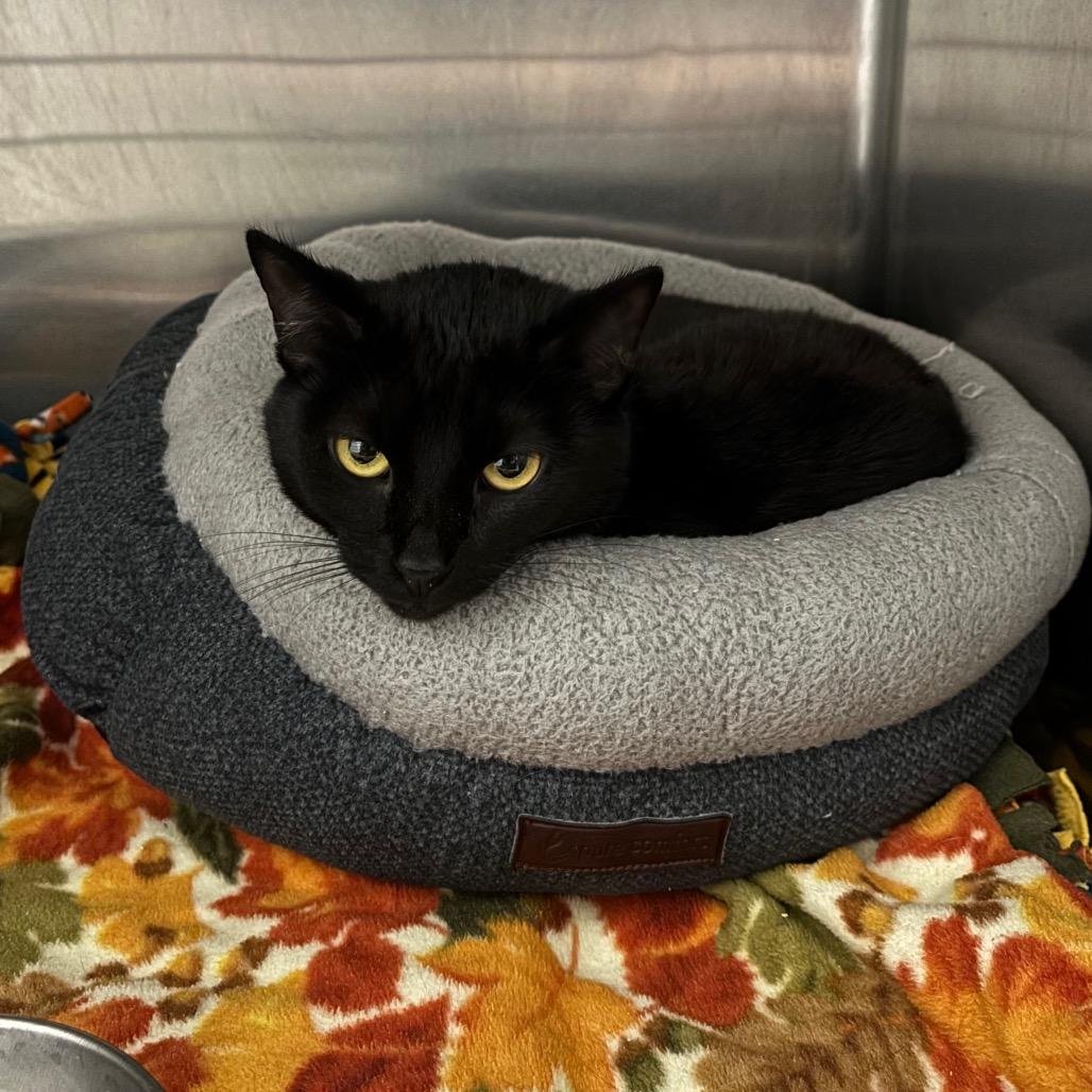 Enlarge Shuri, a Adoptable Domestic Short Hair in Morgan Hill, CA image 2/6