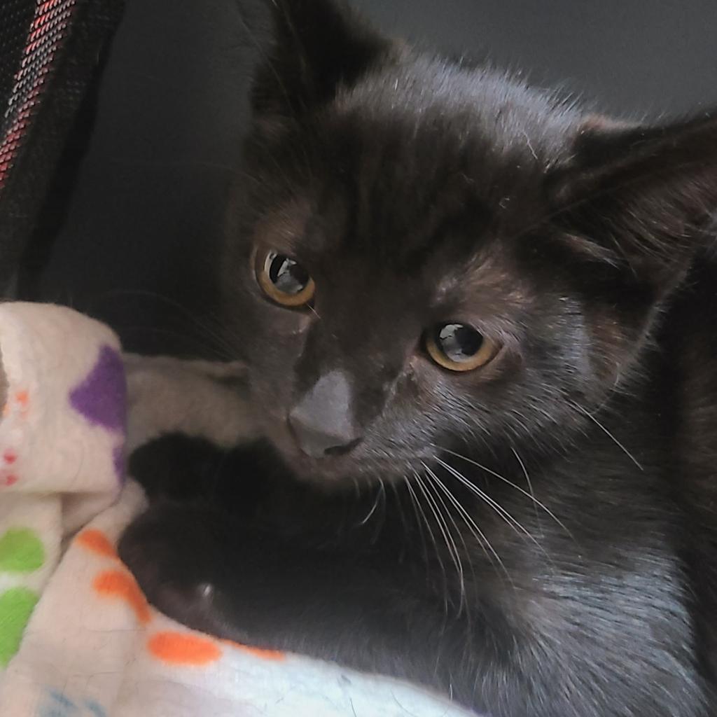 Enlarge Shuri, a Adoptable Domestic Short Hair in Morgan Hill, CA image 1/6