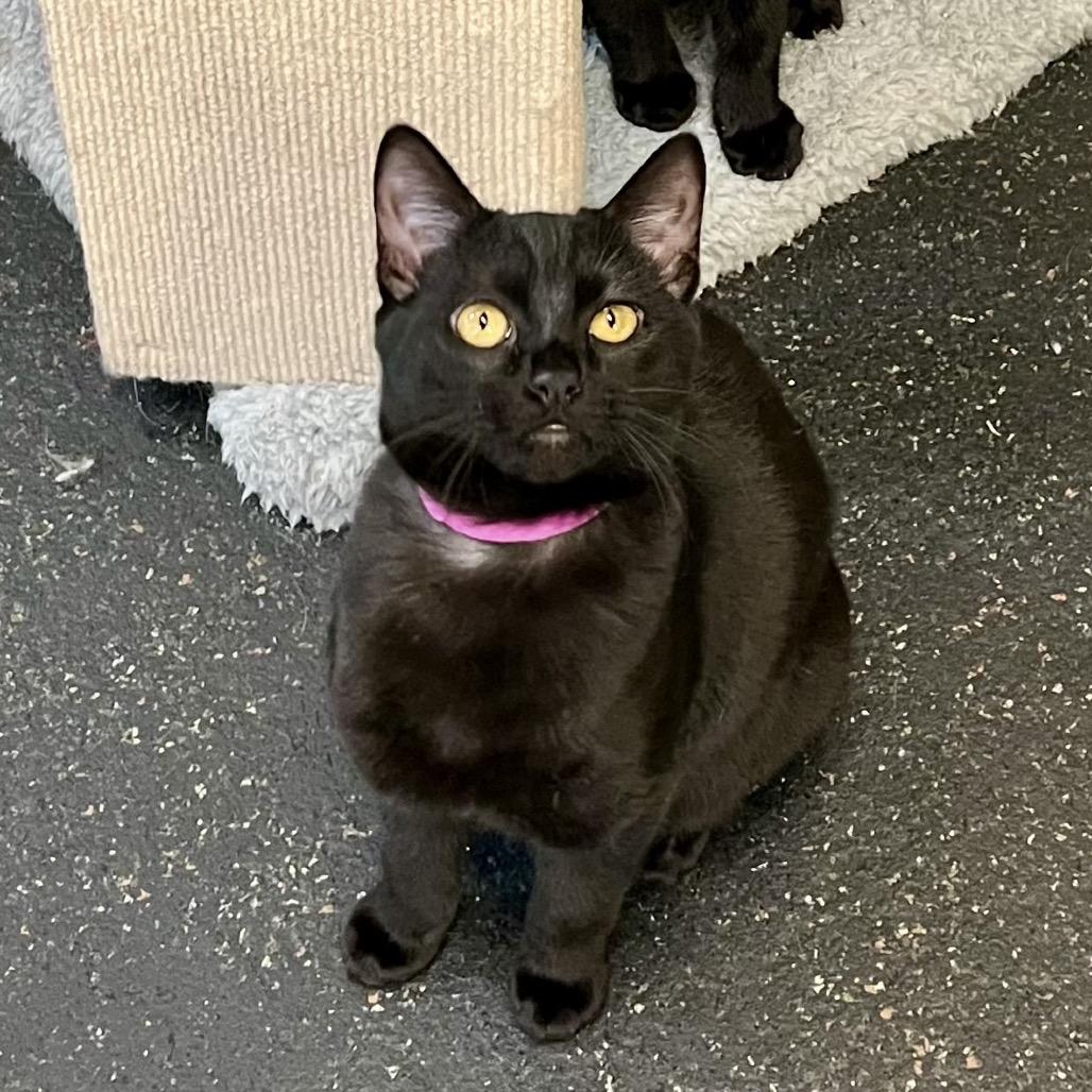 Enlarge Shuri, a Adoptable Domestic Short Hair in Morgan Hill, CA image 2/6