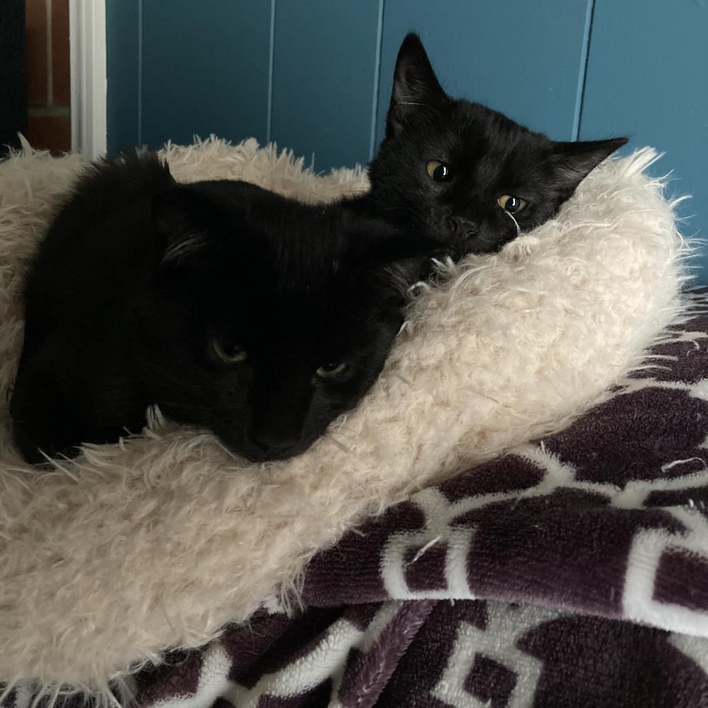 Enlarge Shuri, a Adoptable Domestic Short Hair in Morgan Hill, CA image 3/6