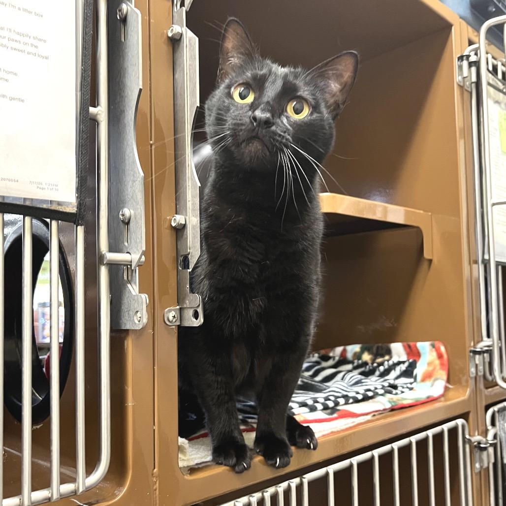 Enlarge Shuri, a Adoptable Domestic Short Hair in Morgan Hill, CA image 3/6