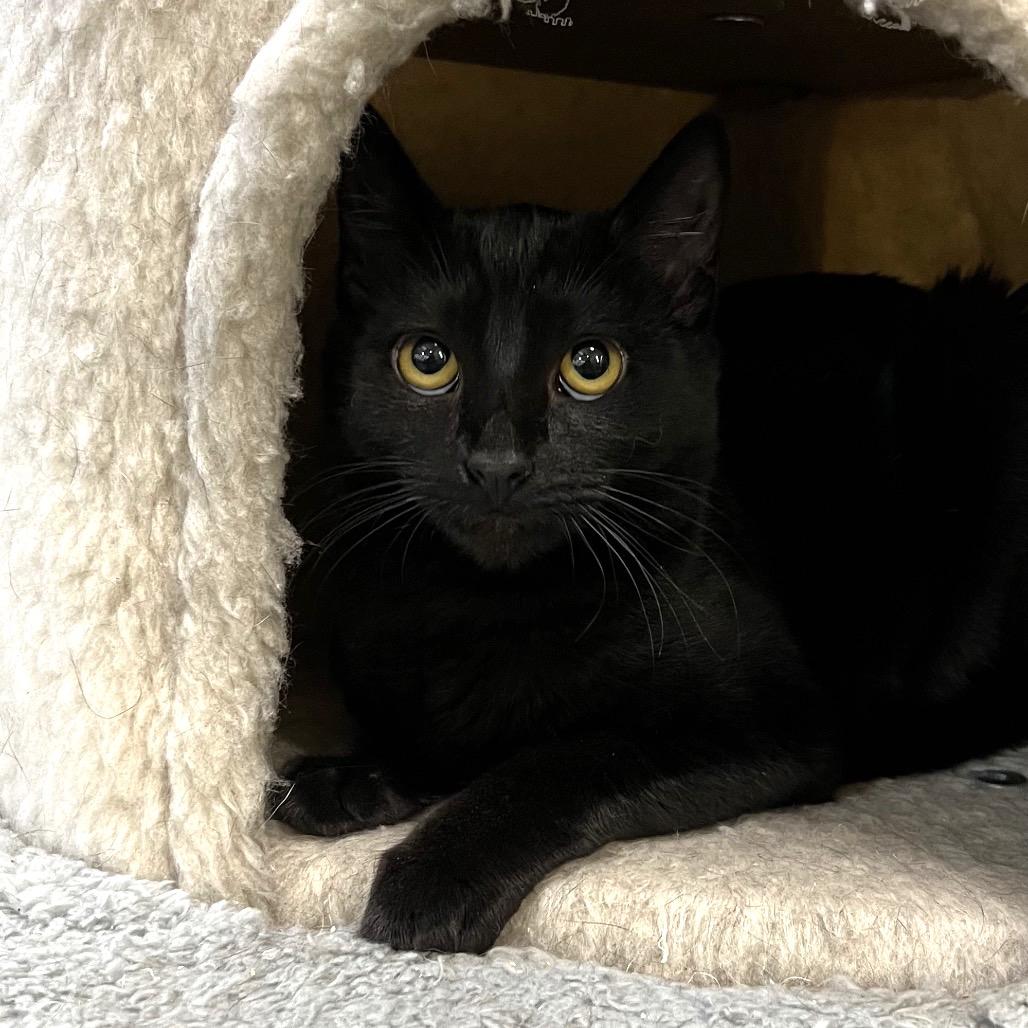 Enlarge Shuri, a Adoptable Domestic Short Hair in Morgan Hill, CA image 4/6