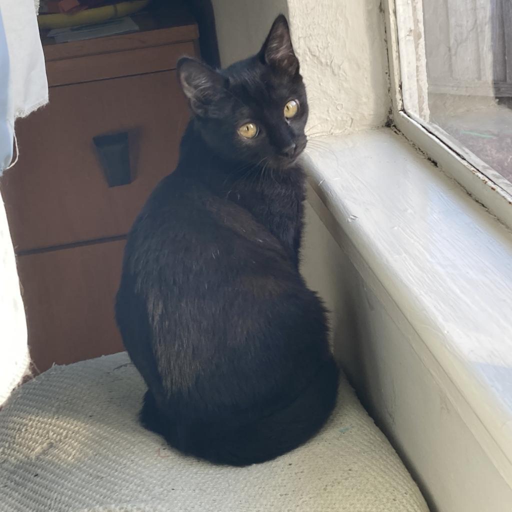 Enlarge Shuri, a Adoptable Domestic Short Hair in Morgan Hill, CA image 5/6