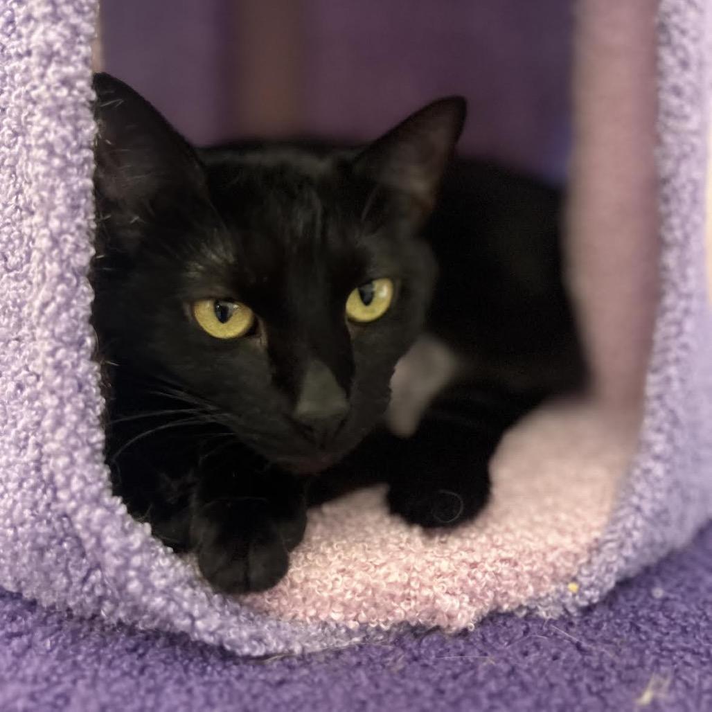 Enlarge Shuri, a Adoptable Domestic Short Hair in Morgan Hill, CA image 5/6
