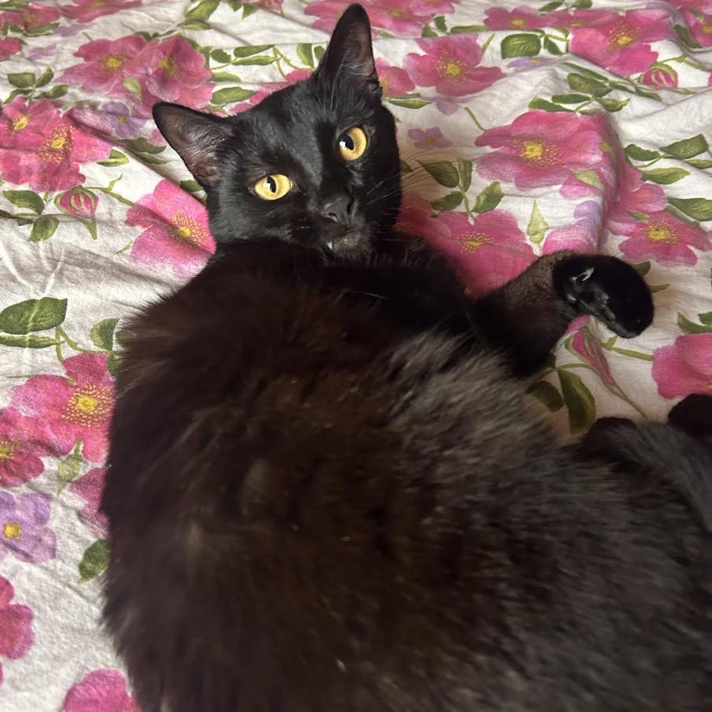 Enlarge Shuri, a Adoptable Domestic Short Hair in Morgan Hill, CA image 6/6