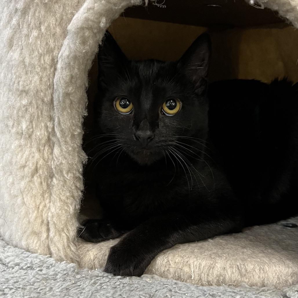 Enlarge Shuri, a Adoptable Domestic Short Hair in Morgan Hill, CA image 6/6