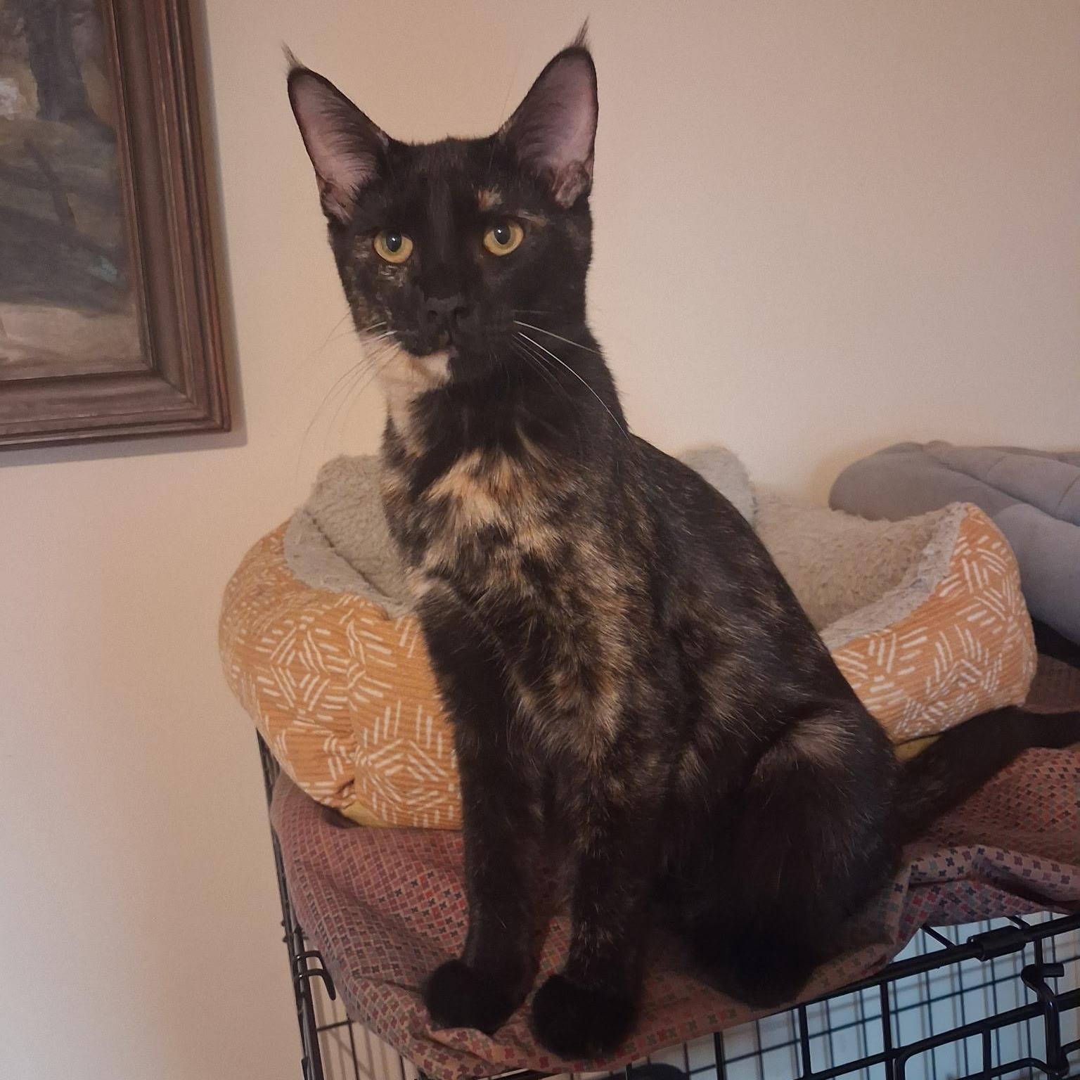 Carolina, Adoptable, Kitten Female Domestic Short Hair.