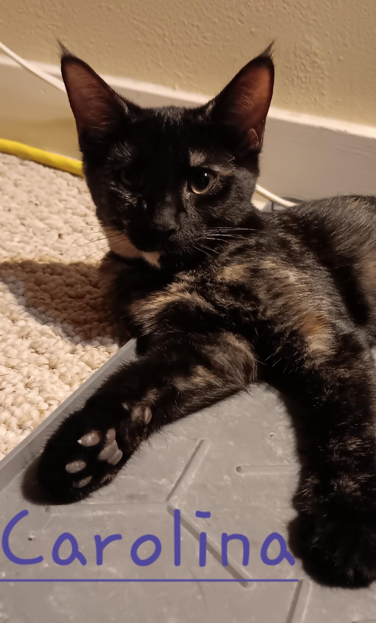 Enlarge Carolina, a Adoptable Domestic Short Hair in Menasha, WI image 1/1