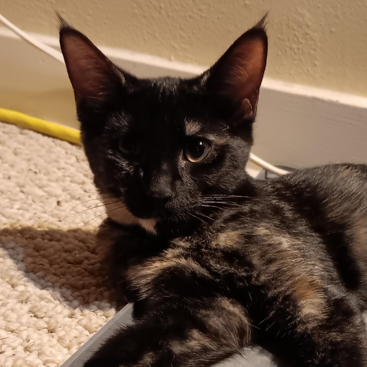 Enlarge Carolina, a Adoptable Domestic Short Hair in Menasha, WI image 1/1