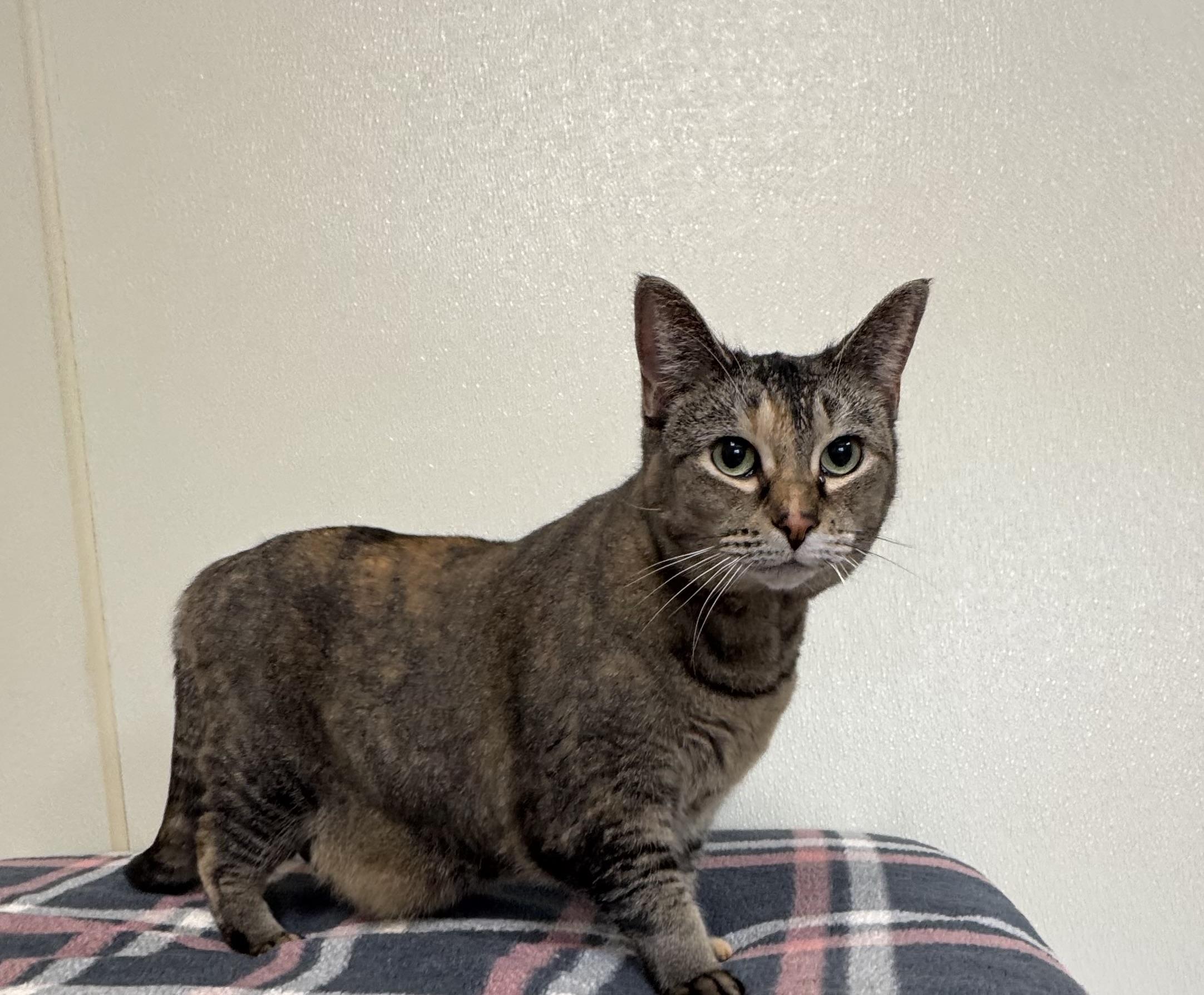 Hallie Parker , ADOPTABLE, Adult Female Domestic Short Hair.