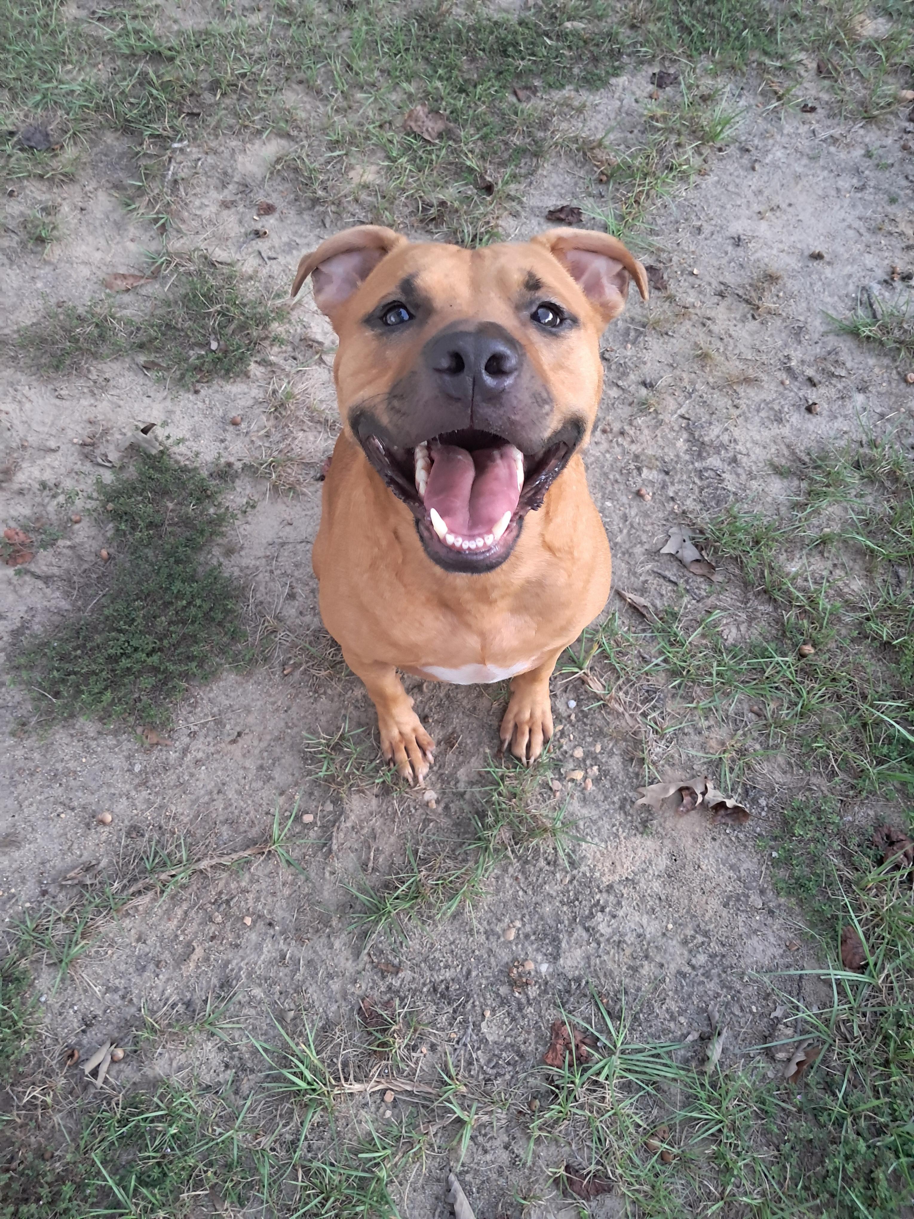 Bucky, a Adoptable mixed breed in BREWTON, AL image 3/4