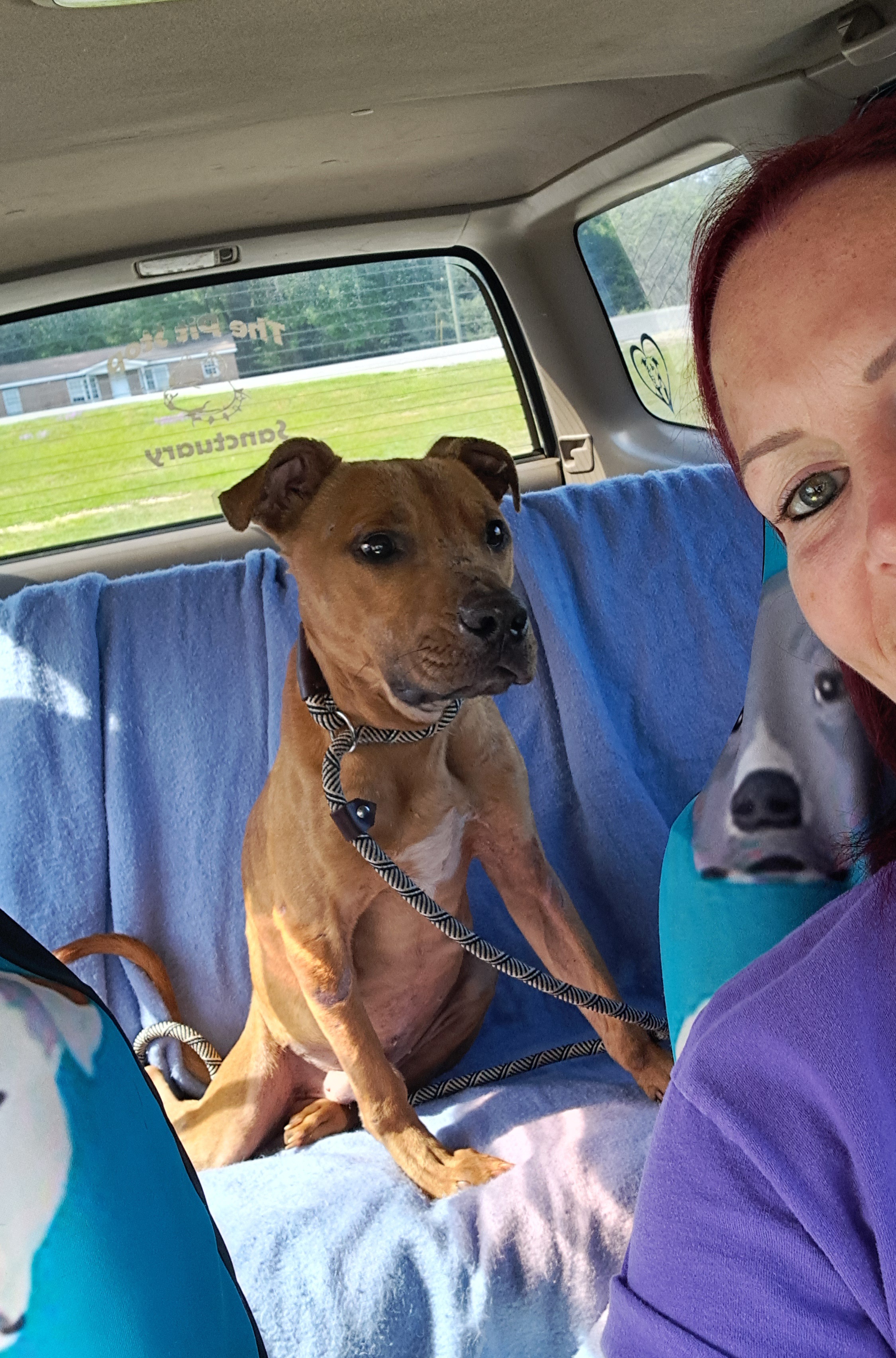 Bucky, a Adoptable mixed breed in BREWTON, AL image 2/4