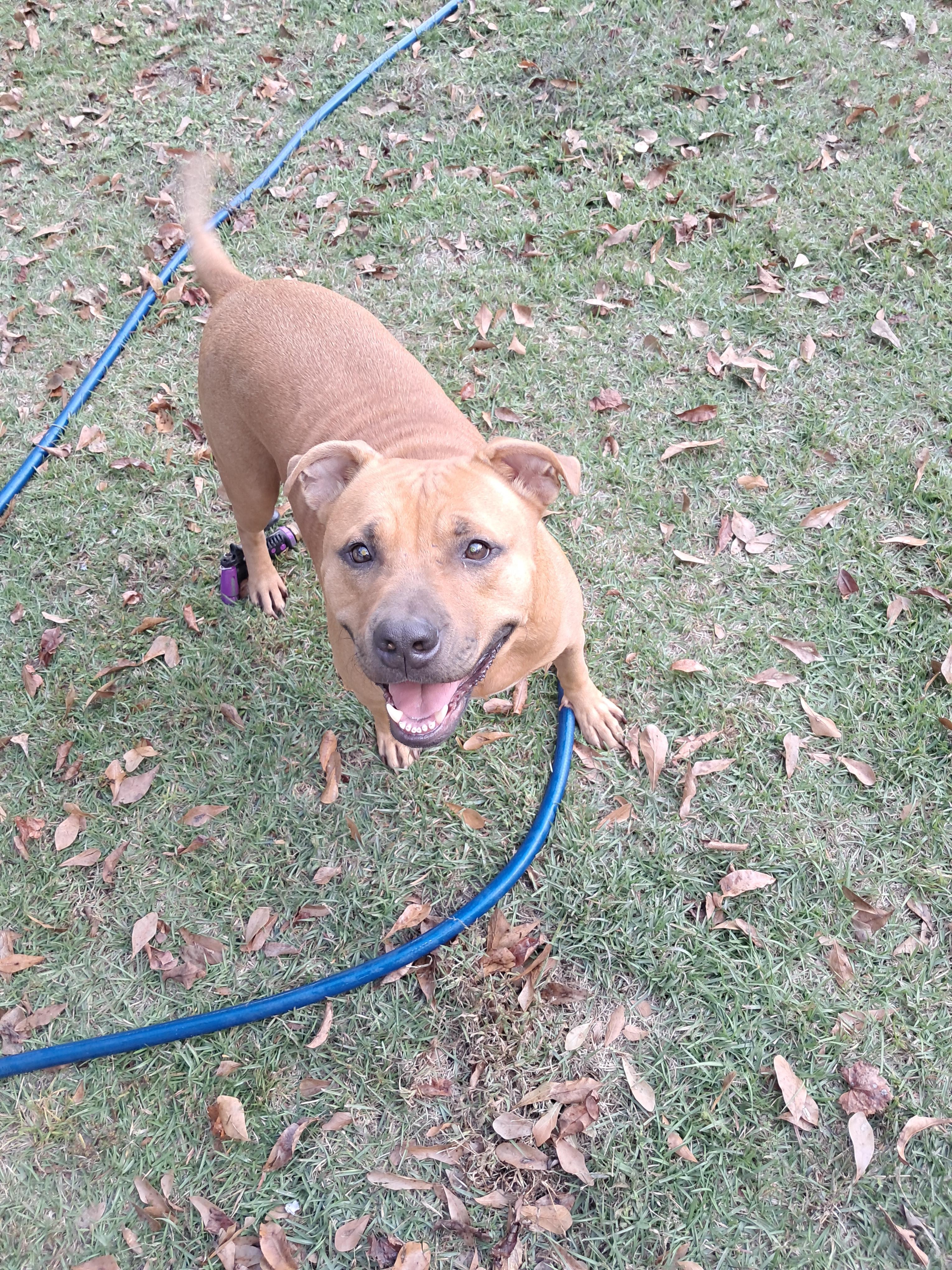 Bucky, a Adoptable mixed breed in BREWTON, AL image 4/4