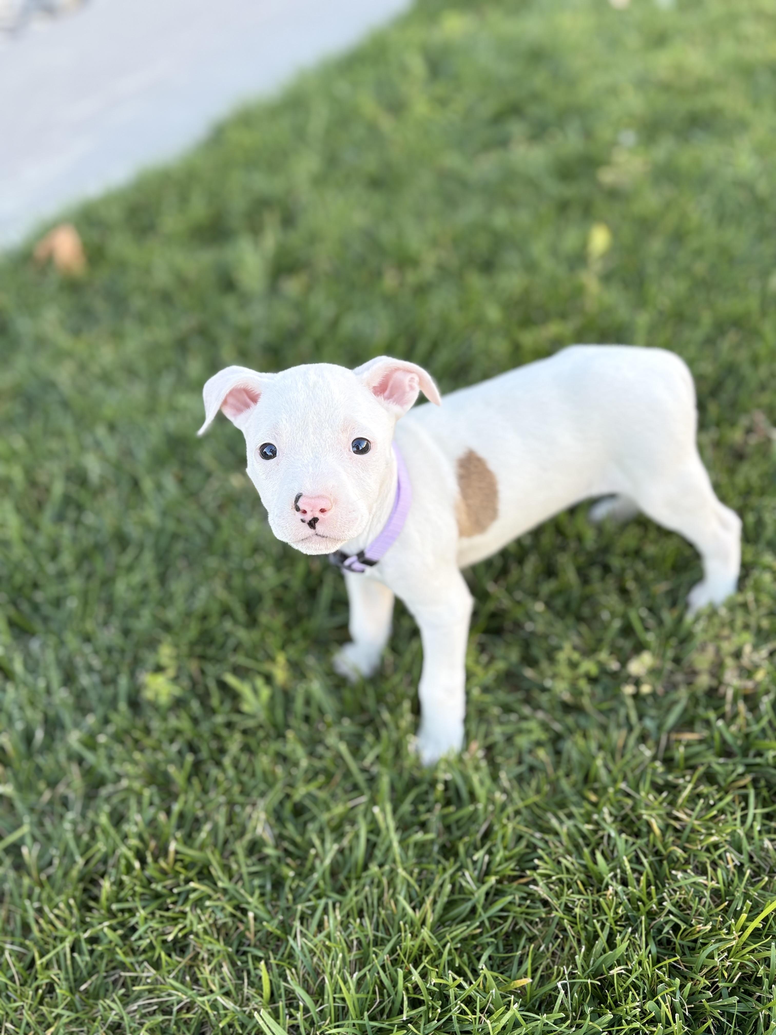 Sakura, adopted, Puppy Female Staffordshire Bull Terrier.