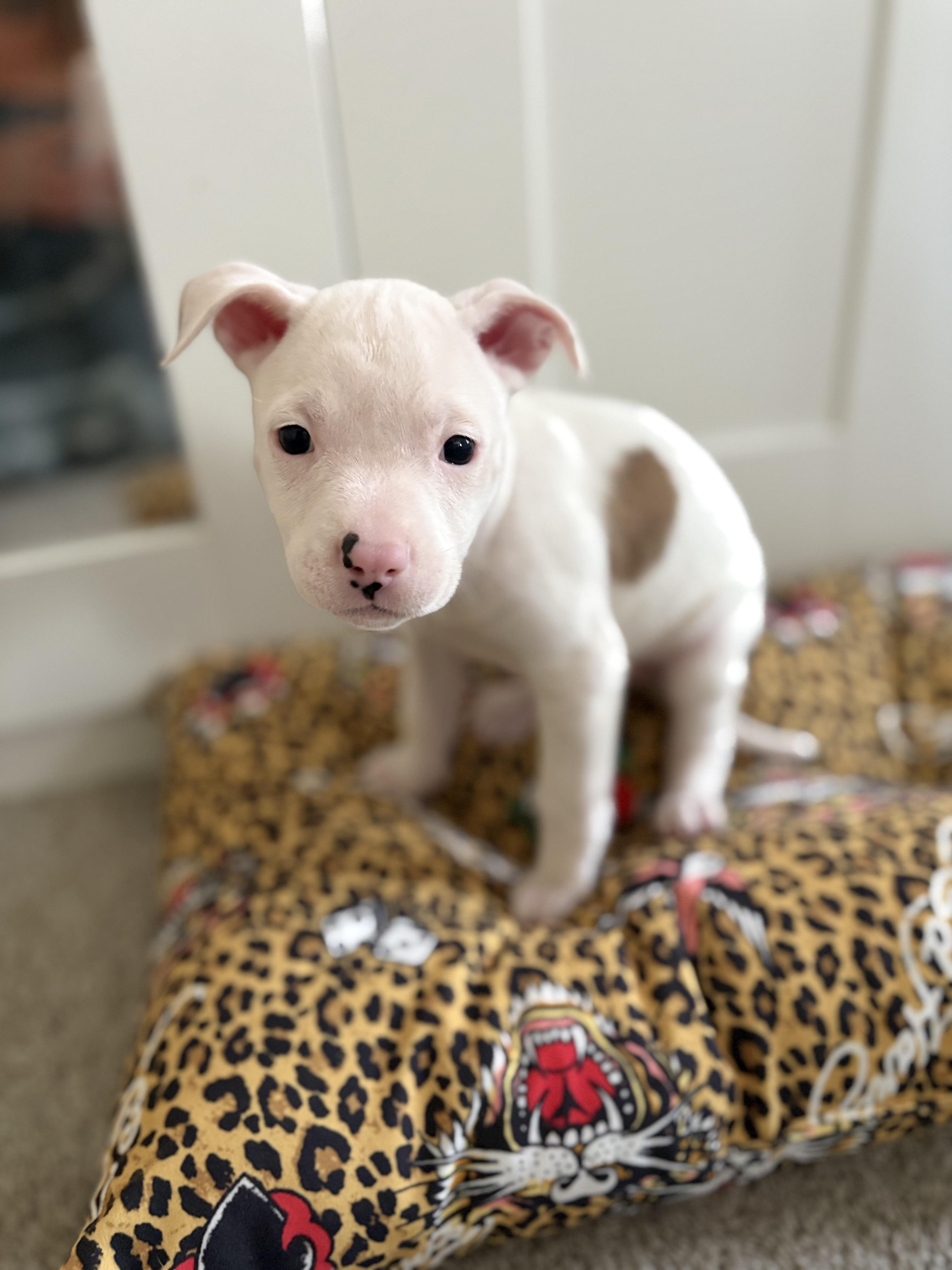 Enlarge Sakura, an adopted mixed breed in Lodi, CA image 2/4