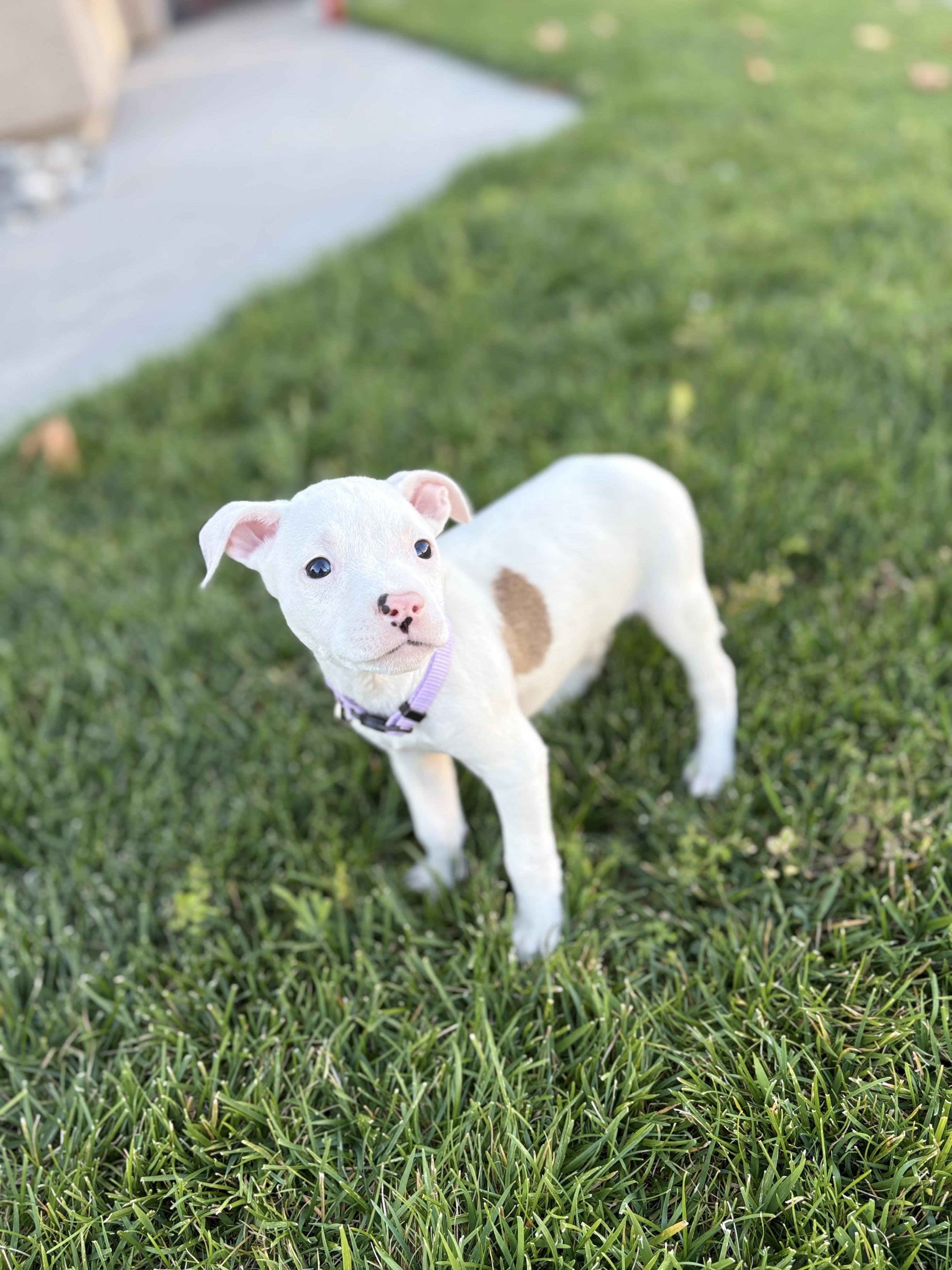 Enlarge Sakura, an adopted mixed breed in Lodi, CA image 4/4